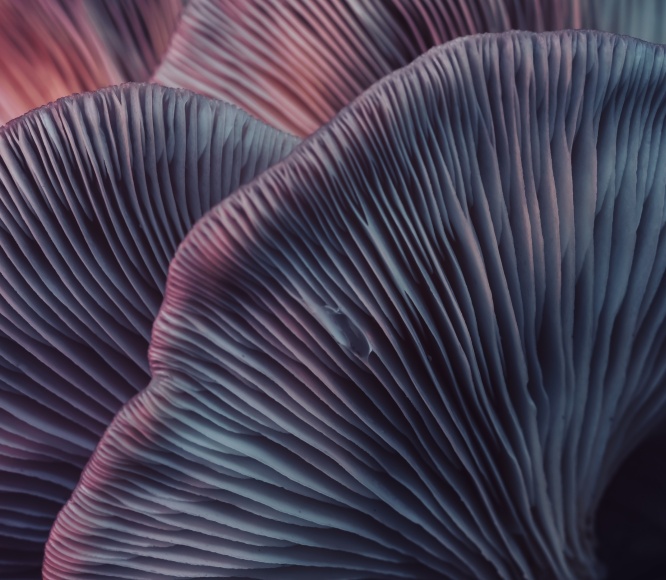 SaaS of maatwerk software? Of gewoon allebei!